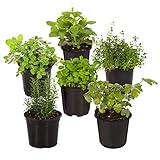 Photo Live Aromatic and Edible Herb Assortment (Lavender, Rosemary, Lemon Balm, Mint, Sage, Other Assorted Herbs), 6 Plants Per Pack, best price $28.11 ($4.68 / Count), bestseller 2025