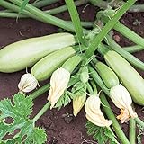 Foto Bianca di Trieste Zucchini Samen für ca. 10 Pflanzen - helle Früchte, ertragreich, bester Preis 1,69 € (0,17 € / stück), Bestseller 2024