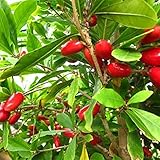 Foto Semilla de fruta fresca con 20 piezas Rare Miracle Fruit Synsepalum Dulcificum Seeds Garden Plantas al aire libre para plantar Garden Yard Home Landscaping, mejor precio 0,01 €, éxito de ventas 2025