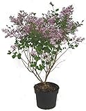 Foto Syringa meyeri Palibin - Zwerg-Flieder Duftflieder - 23 cm Topf Höhe ca. 40 cm Zwergstrauch winterhart für Kübel, Garten, bester Preis 34,50 €, Bestseller 2024