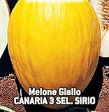 Foto Semillas de melón amarillo canario 3 sel - frutas - sirio - melones amarillos - cucumis melo - las mejores semillas de plantas - flores vegetales - raro - idea de regalo - 180 semillas aprox., mejor precio 8,18 €, éxito de ventas 2025