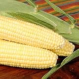 Photo Bodacious R/M Hybrid Corn Garden Seeds (Treated) - 1 Lb ~2,031 Seeds - Non-GMO, SE (Sugary Enhanced) Vegetable Gardening Seeds, best price $38.59 ($2.41 / Ounce), bestseller 2025