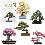 Foto Semillas exóticas de Bonsai con alta tasa de germinación - Juego de Semillas de Plantas para su propio árbol de Bonsai (Mezcla de 5 incl. eBook GRATIS), mejor precio 19,90 €, éxito de ventas 2024