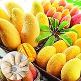 Foto Mango, semillas 10Pcs / bolsa de mangos del árbol nutritivos Productivos Deliciosas frutas comestibles plántulas de la fruta por un jardín, mejor precio 2,99 €, éxito de ventas 2025