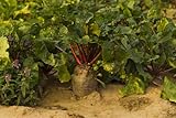 Photo 2Lb Sugar Beet Food Plot 20,000 Seeds Bulk Excellent Deer Food Plot, best price $45.90, bestseller 2024