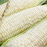 Photo Silver Queen Corn- 50+ Seeds- Ohio Heirloom Seeds, best price $4.99, bestseller 2024