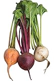 Photo Burpee Three Color Blend Beet Seeds 200 seeds, best price $8.63, bestseller 2025