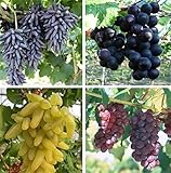 Photo Natural Fruit Seeds Multi-Varieties Grape Seedsfruit Seeds 30Pcs, best price $7.89, bestseller 2024