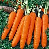 Photo 1 Oz Seeds (Approx 20000 Seeds) of Scarlet Nantes Carrot, Daucus carota VAR. sativus, Early Coreless, best price $19.95, bestseller 2025