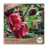 Foto Samenliebe BIO Paprika Samen Quadrato D'Asti Rosso süße italienische Paprika Blockpaprika rot 10 Samen samenfestes Gemüse Saatgut für Gewächshaus Freiland und Balkon BIO Gemüsesamen, bester Preis 3,29 €, Bestseller 2025