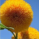 Foto 15 Semillas oso de peluche de la semilla de girasol Helianthus semi enano de jardín Semillas de flor hermosa, mejor precio 17,85 €, éxito de ventas 2025