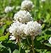 SeedRanch White Dutch Clover Seed: Nitro-Coated & Inoculated - 10 Lbs. new 2024