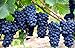 Grape Seeds for Planting-50 Seeds new 2024