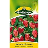 Foto Erdbeeren, Monatserdbeeren Rügen, Fragaria vesca, ca. 100 Samen, bester Preis 2,49 €, Bestseller 2024