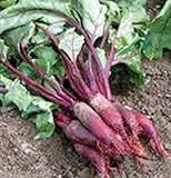 Photo Beets, Cylindra, Heirloom, 100 Seeds, Tender N Sweet, Cylindrical Shape, best price $2.99 ($0.03 / Count), bestseller 2025