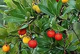 Photo 50+ Strawberry Tree Seeds - Arbutus unedo - Non-GMO Seeds, Grown and Shipped from Iowa. Made in USA, best price $9.98, bestseller 2024