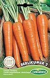 Foto Germisem Berlikumer 2 Semillas de Zanahoria 10 g (EC9018), mejor precio 2,21 €, éxito de ventas 2024