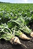 Photo Pelleted-Sugar Beet Seeds - Good yields of Large 3 lb Sugar Beets.Great Tasting!(25 - Seeds), best price $5.79, bestseller 2025