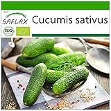 Foto SAFLAX - Ecológico - Pepino - Uva de las colinas - 15 semillas - Cucumis sativus, mejor precio 3,95 €, éxito de ventas 2025