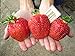 CEMEHA SEEDS - Giant Strawberry Fresca Everbearing Berries Indoor Non GMO Fruits for Planting new 2024