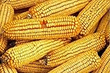 Photo David's Garden Seeds Corn Dent Reids 8112 (Yellow) 100 Non-GMO, Heirloom Seeds, best price $4.45, bestseller 2025