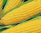 Photo 25 Truckers Favorate Corn Seeds | Heirloom | Instant Latch Garden Seeds, best price $6.95, bestseller 2024