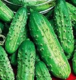 Foto Semillas de pepino pequeño de París sel - frutas - foggianello - pepinos pequeños - cucumis sativus - las mejores semillas de plantas - flores vegetales - raras - 150 semillas aproximadamente, mejor precio 10,71 €, éxito de ventas 2025