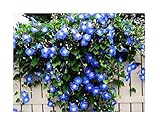 Photo 250 Heavenly Blue Morning Blooming Vine Seeds - Wonderful Climbing Heirloom Vine - Morning Glory Non GMO and Neonicotinoid Seed. Marde Ross & Company, best price $12.99 ($0.05 / Count), bestseller 2024