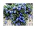 250 Heavenly Blue Morning Blooming Vine Seeds - Wonderful Climbing Heirloom Vine - Morning Glory Non GMO and Neonicotinoid Seed. Marde Ross & Company new 2024