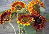 Photo Sweet Yards Seed Co. Autumn Beauty Sunflower Seeds – Extra Large Packet – Over 1,400 Open Pollinated Non-GMO Wildflower Seeds – Helianthus annus – Beautiful Shades of Gold, Bronze, Yellow, and Purple, best price $7.97, bestseller 2024