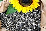 Foto Futterbauer 10 kg Sonnenblumenkerne gestreift Vogelfutter Wintervogelfutter, bester Preis 20,99 € (2,10 € / kg), Bestseller 2024