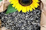 Foto Futterbauer 10 kg Sonnenblumenkerne gestreift Vogelfutter Wintervogelfutter, bester Preis 20,99 € (2,10 € / kg), Bestseller 2025