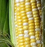 Photo Peaches and Cream Sweet Corn Seeds 1/2 lb, best price $24.97, bestseller 2024