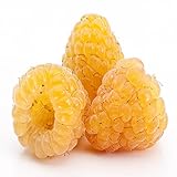 Photo Golden Raspberry - 5 Golden Raspberry Plants - Everbearing - Organic Grown, best price $49.95, bestseller 2025