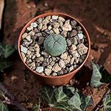 Foto Lophophora williamsii, peyote. Durchmesser 1,5cm, bester Preis 7,99 €, Bestseller 2024