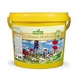 Foto N. L. Chrestensen Wildblumen - Mischung | 5 l Eimer für 500-1000 m2 | Blumensamen mehrjährig winterhart | Wildblumenwiese für Bienen und Schmetterlinge | Für Garten, Wiese, bester Preis 49,95 € (9,99 € / l), Bestseller 2025