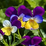 Photo Outsidepride Viola Johnny Jump Up Plant Flower - 5000 Seeds, best price $6.49 ($0.00 / Count), bestseller 2024