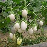 Foto 200 Piezas De Berenjena Semillas Blancas Variedad Especial Verduras Verdes Fáciles De Cultivar Adecuadas Para Jardinería Doméstica Se Pueden Cosechar Durante Muchos Años, mejor precio 4,99 €, éxito de ventas 2024