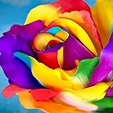 Foto TOYHEART 200 Stück Premium-Blumensamen, Regenbogen-Rosensamen Schnell Wachsende Dekorative Pflanzen Garten Bunte Pflanzensamen Für Den Hof Multi, bester Preis 2,23 €, Bestseller 2025