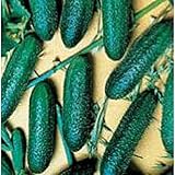 Photo Cool Breeze Cucumbers Seeds (20+ Seeds) | Non GMO | Vegetable Fruit Herb Flower Seeds for Planting | Home Garden Greenhouse Pack, best price $3.69 ($0.18 / Count), bestseller 2024