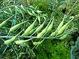 Photo Rat-Tailed Radish Seeds - An Extremely Old Heirloom Variety,From Eastern Asia.(200 Seeds), best price $8.83, bestseller 2024