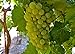 Heirloom 50 Seeds Green Grape Fruit Vine Vitis Vinifera Seeds new 2024