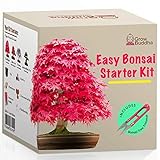 Foto Züchte dein eigenes Bonsai - Züchte einfach 4 Arten von Bonsai-Bäumen mit unserem kompletten, anfängerfreundlichen Starter-Samen-Set - Geschenk set, Einzigartige Geschenkidee, bester Preis 16,95 €, Bestseller 2024