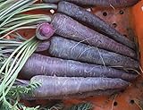 Photo David's Garden Seeds Carrot Purple Sun 1123 (Purple) 200 Non-GMO, Hybrid Seeds, best price $4.45, bestseller 2025