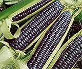 Photo David's Garden Seeds Corn Dent Blue Hopi 3448 (Blue) 50 Non-GMO, Heirloom Seeds, best price $4.45, bestseller 2024