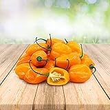 Foto Habanero Orange 25 x Samen aus Portugal 100% Natürlich ohne Chemische Anzuchthilfe oder Gentechnik, bester Preis 2,99 € (2,99 € / stück), Bestseller 2024