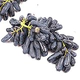 Foto Frische Fruchtsamen mit 30Pcs seltene schwarze Traubenkerne Bonsai Pflanzen Hof Obst Garten Topf Dekor zum Pflanzen Garten Yard Home Landschaftsbau, bester Preis 0,01 €, Bestseller 2024