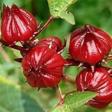 Photo Red Roselle Seeds (Hibiscus sabdariffa) Packet of 50 Seeds, best price $7.97 ($0.16 / Count), bestseller 2025