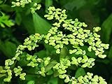 Photo Aquatic Arts Duckweed Live Plant for Aquarium (250+ Pods) | Floating Aquarium Plants Live/Floating Pond Plants Live | Aquatic Plants for Aquaponic Fish Tank | Live Duckweed Aquarium Plant Bundle, best price $10.25, bestseller 2024