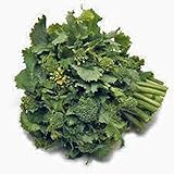 Photo Broccoli Raab Seeds, Rapini, Heirloom, Non GMO, 100 Seeds, Delicious a Culinary Delight, best price $2.99, bestseller 2024